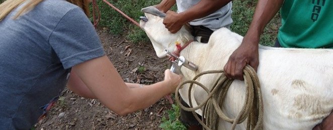 Aged prorroga o prazo de vacinação contra a Febre Aftosa no Maranhão