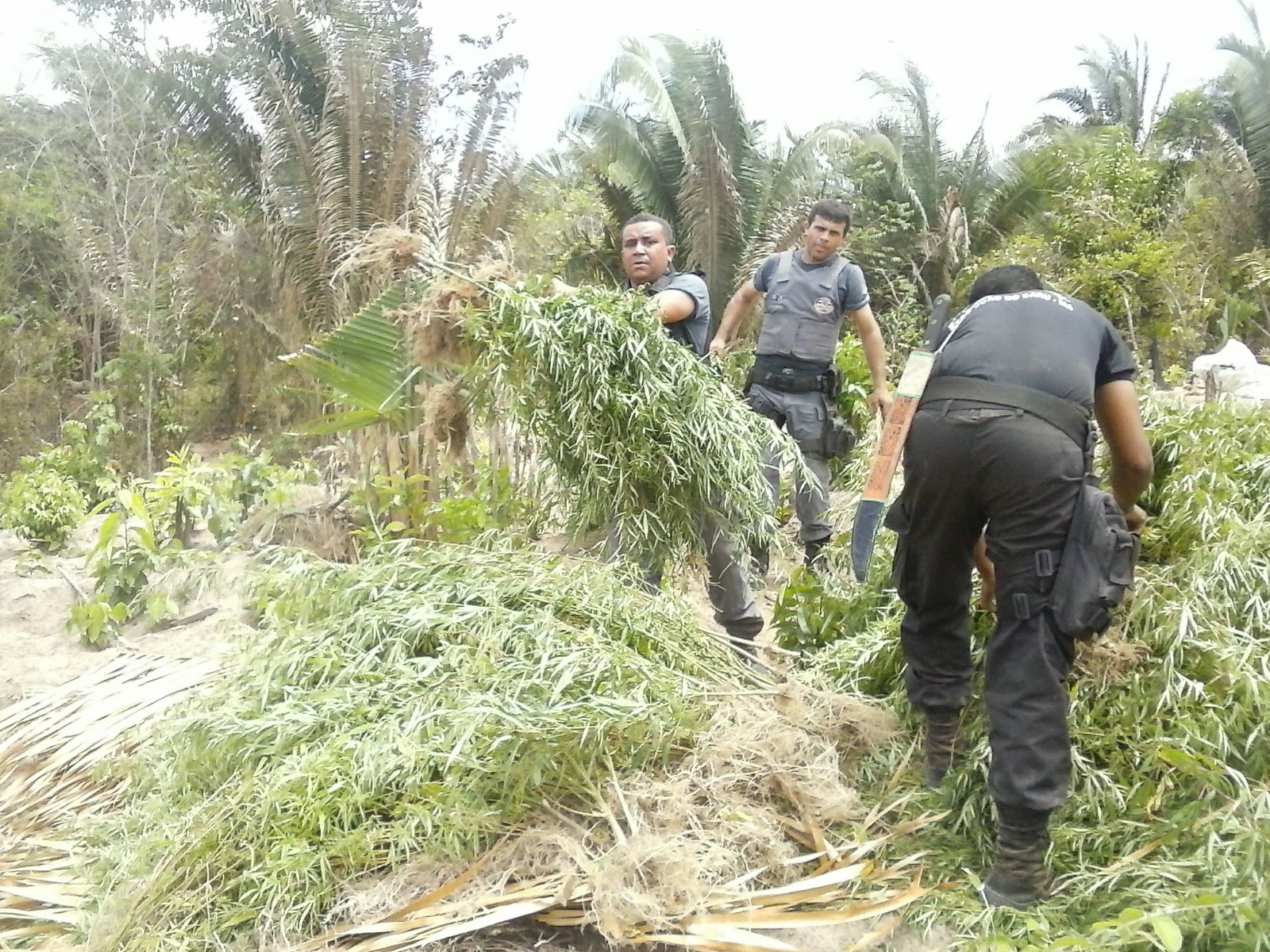 Polícia Militar localiza e destrói 6 mil pés de maconha