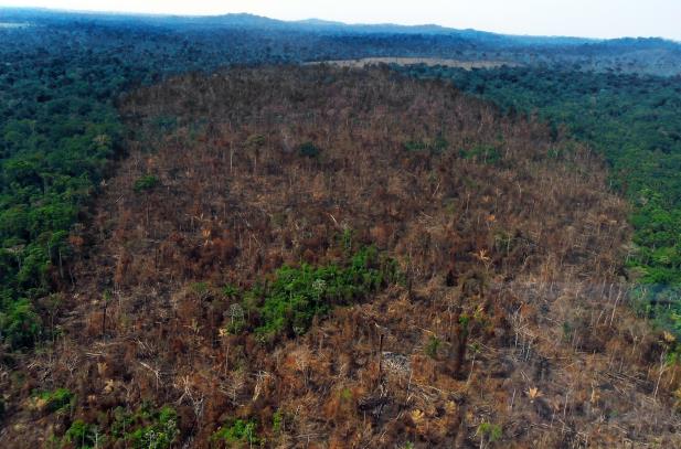 Brasil desmata equivalente a um pequeno país a cada 4 anos, diz OCDE