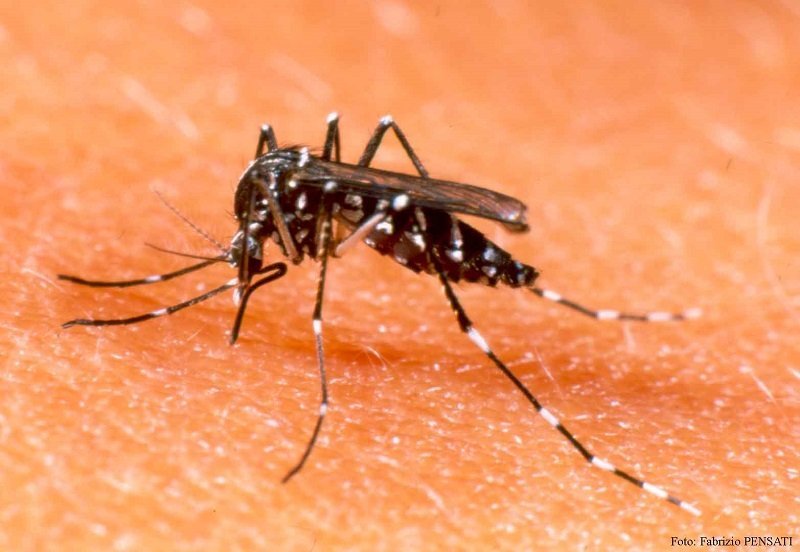 Alerta! Surto de Dengue, Chikungunya e Zika assusta moradores de Zé Doca