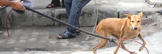 Divulgado cronograma para coleta e captura de cães em Santa Inês