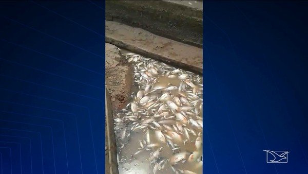 A morte de centenas de peixe em Pindaré Mirim…